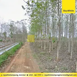 Dijual Tanah di Tegineneng, lampung selatan (Kode: Ber 3353)