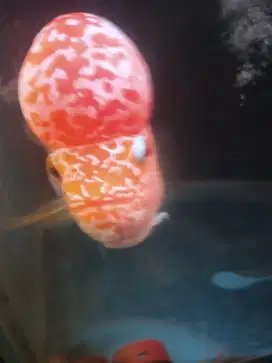 Ikan louhan GB kanfa Jenong