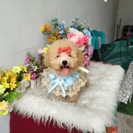 Tiny female fawn poodle sertifikat Stb resmi perkin dan sudah vaksin