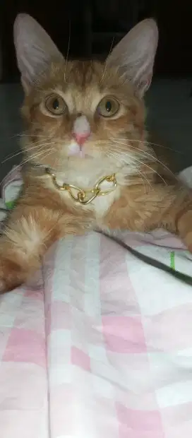 Lepas adopsi kucing