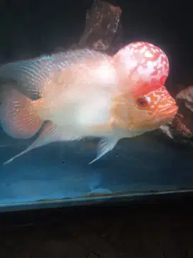 ikan louhan GB kanfa 5 jari Jenong