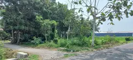 Tanah murah srategis di sedayu Bantul