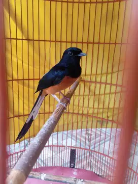 Burung murai batu
