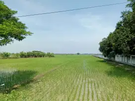 Tanah Murah 13.579 Kertasmaya