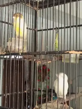 Anakan / Paud Kenari F1 Jantan
