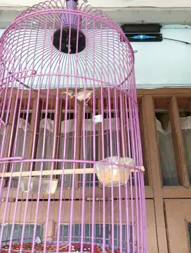Prenjak bawah + kandang Dm27