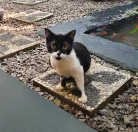 Kucing Persia Mix Lucu