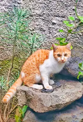 Kucing Persia Mix Oyen