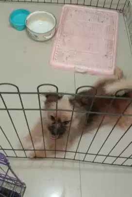 Anak anjing Pom Mix