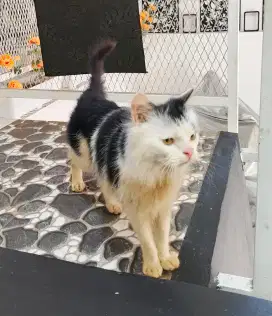 Kucing Persia Jantan