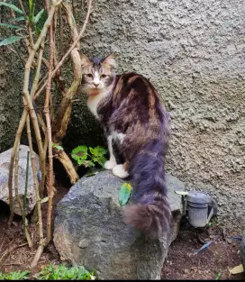 Kucing Persia Cakep