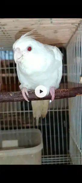 Falk albino MM no minus