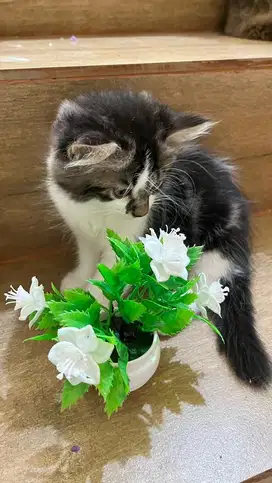 Kitten persia imut