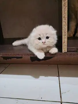 Kitten American Curl warna langka