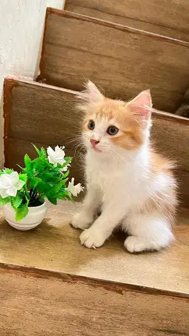 kitten persia putih oren