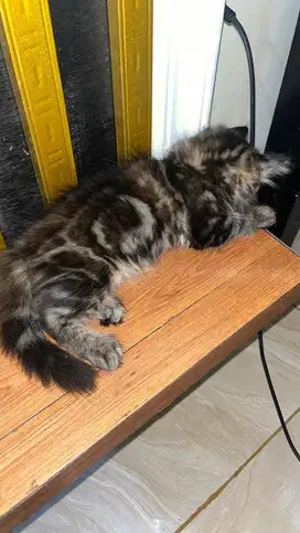 kitten persia 2 bulan