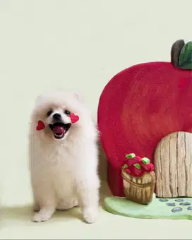 Mini Pomerian jantan dan betina
