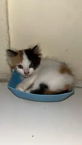 kitten persia calico