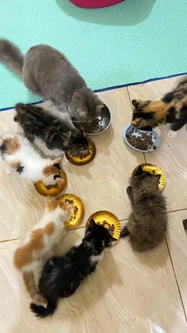 Adopsi kitten persia & induknya