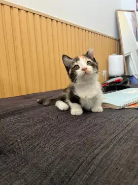 Kucing kitten MUNCKIN MINUET
