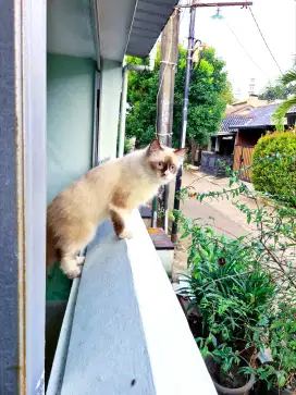 Kucing Persia Himalaya Betina Remaja