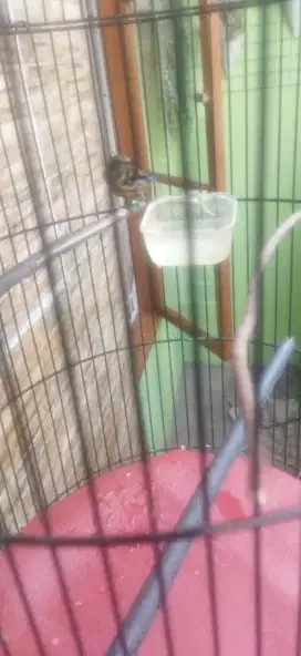 Burung kolibri ninja trotol
