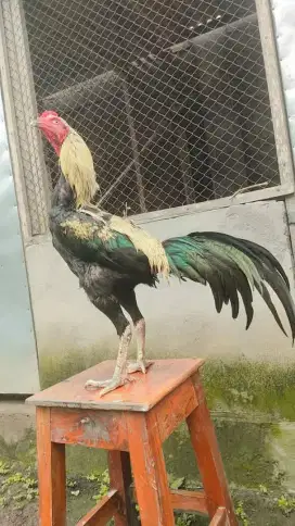 Ayam Bangkok ( BerVideo ) Pukul Berat / Si Burlak