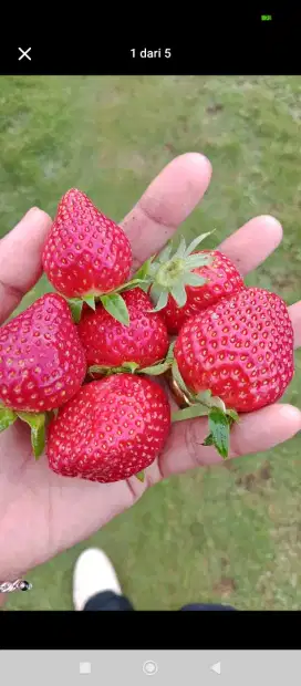 Buah Segar Dipetik Langsung Dari Pohon yg Sehat dan Terawat