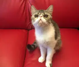 Kucing peaknose exsotic jantan