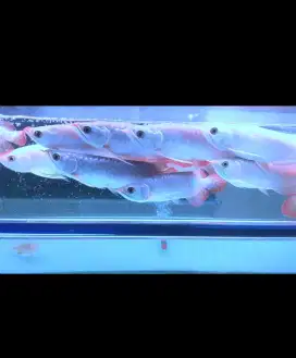 arwana super red