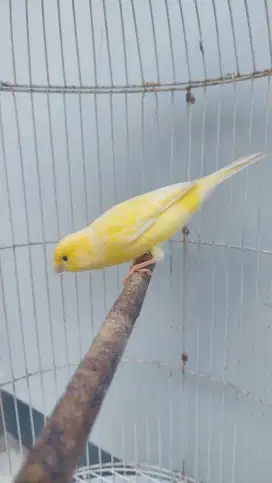 Kenari af kuning gacor