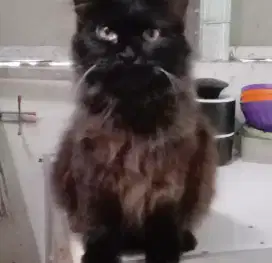 Persia Longhair