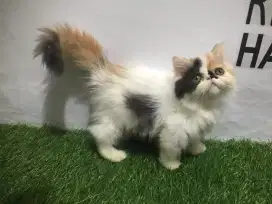 Kucing peaknose betina kitten 4 bulan