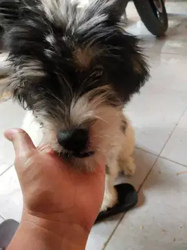 Anjing shih tzu 4 bulan