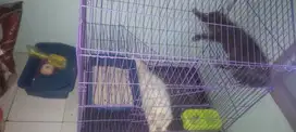 Putih himalaya, abu2 persia mix