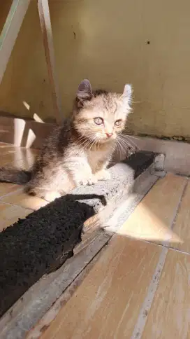 Kucing Kitten Kinkalow Cebol Betina