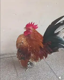 Ayam serama jantan asli