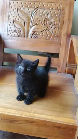 Kucing Kitten Muchkin Cebol Jantan