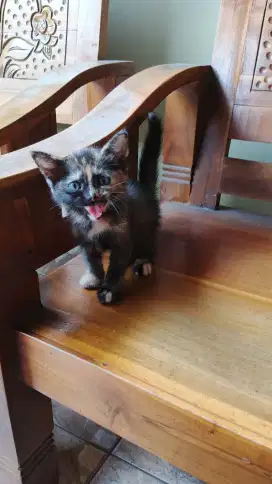 Kucing Kitten Black Tortie NS Betina