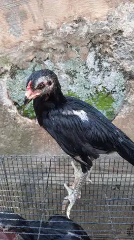 Ayam Pamangon Hitam