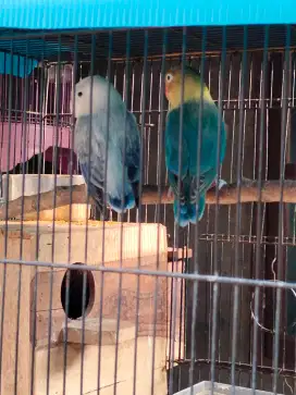 Jual lovebird edisi kurangin kegiatan