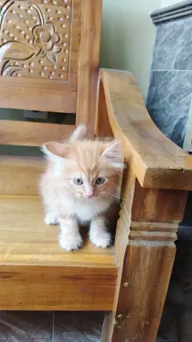 Kucing Kitten Oyen NS LH Betina
