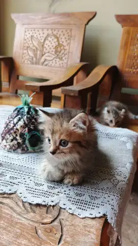Kitten Kucing Golden Marbel NS Betina