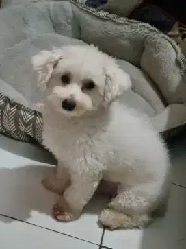 Dijual Anjing Poodle