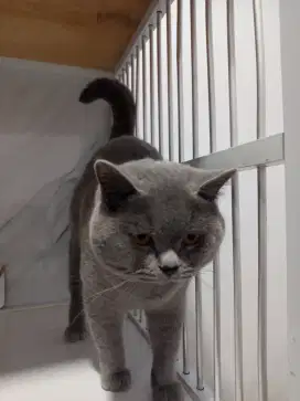 Di jual kucing  bsh
