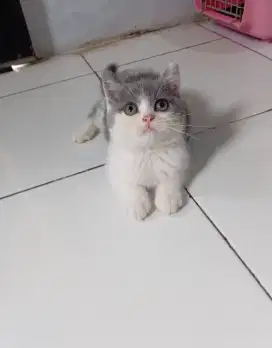 BSH / BRITISH SHORTHAIR BICOLOUR