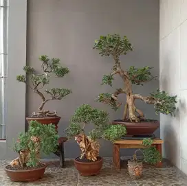 Bonsai hias antik ada 5 pohon