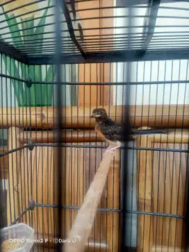 Murai trotol jamin jantan