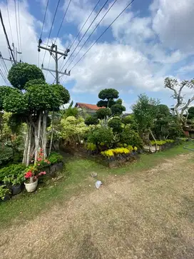 Jasa pembuatan Taman&kolam