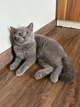 Lepas adopt BSH Golden dan Blue